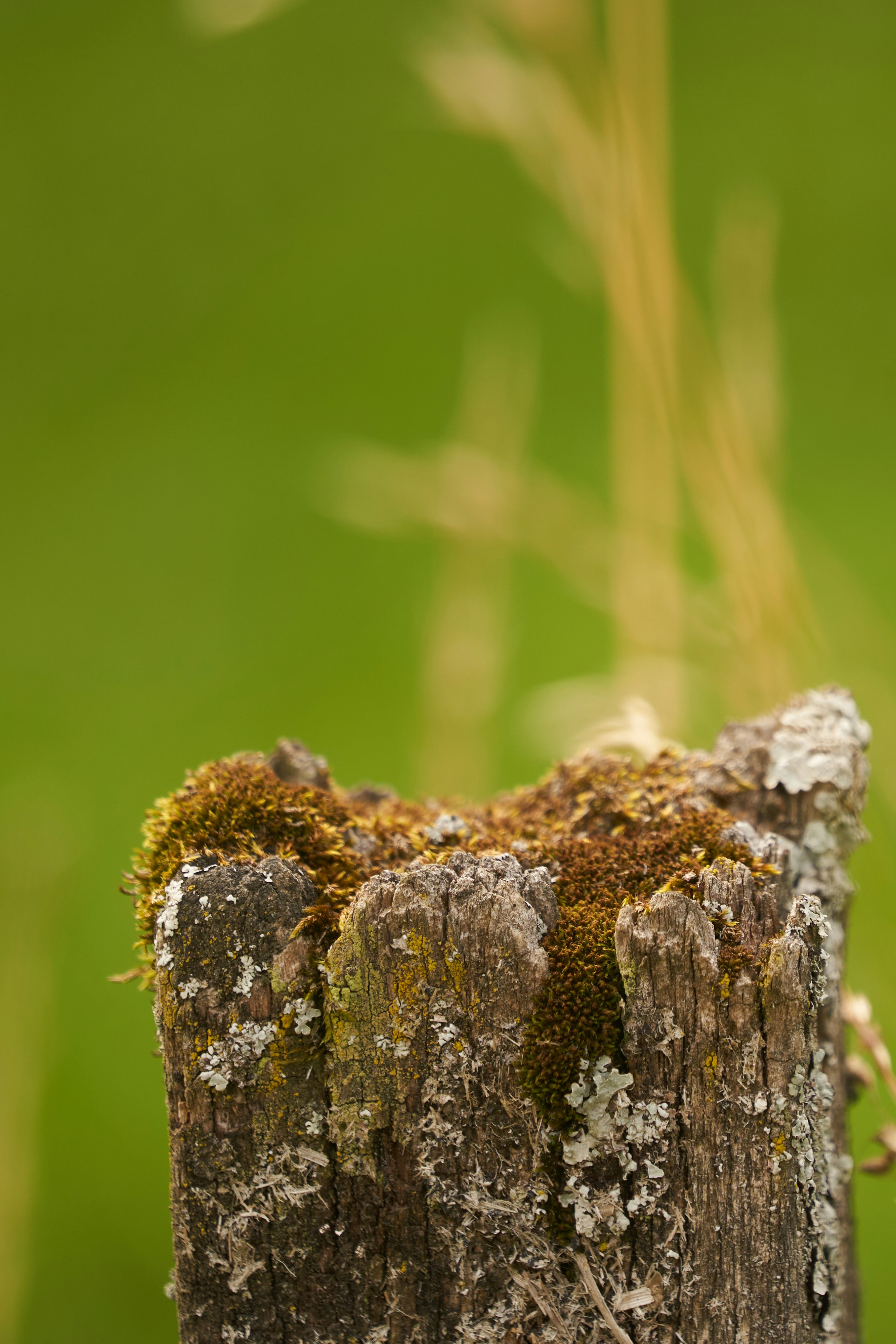 brown and white tree trunk